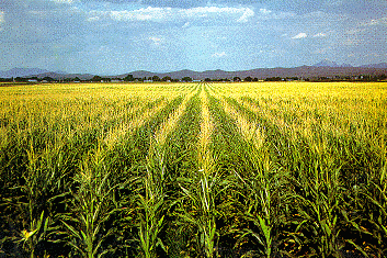 Campos de maíz